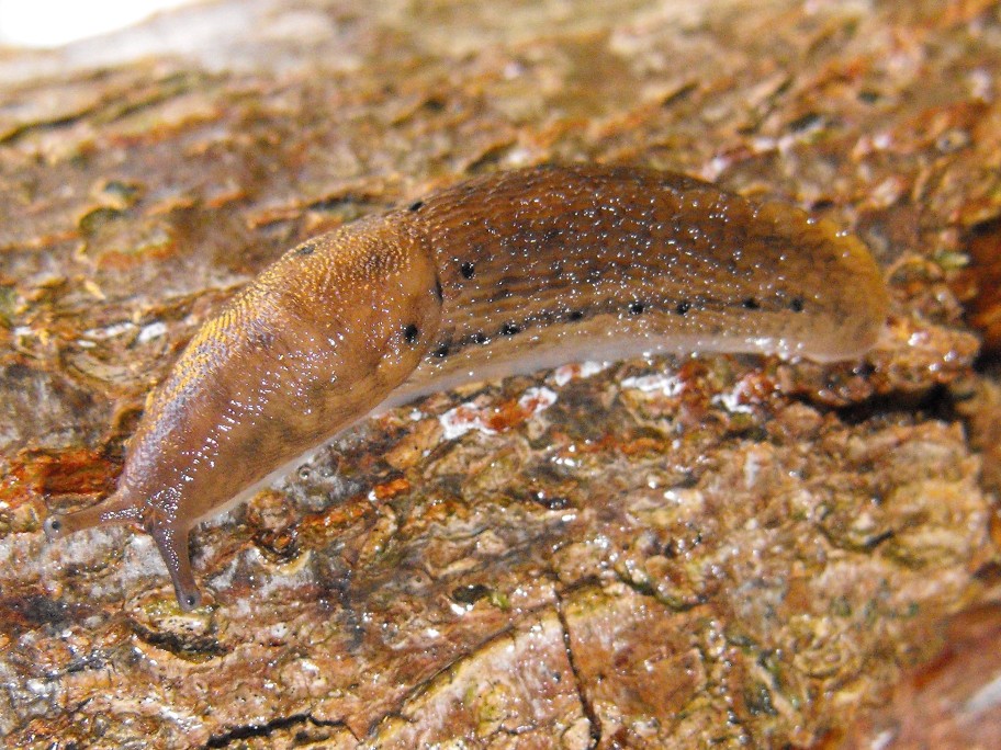 Limax alpinus Oltre il Colle (BG)